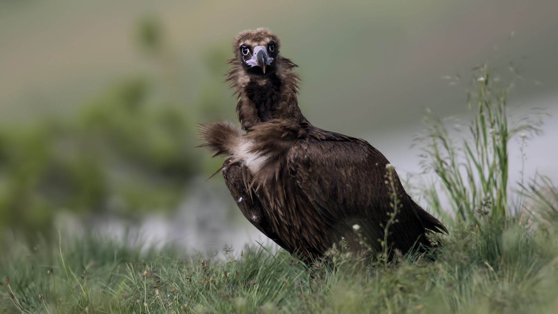 Cinereous Vulture